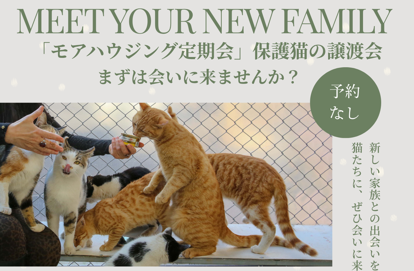 6/21㈰　保護猫の譲渡会
